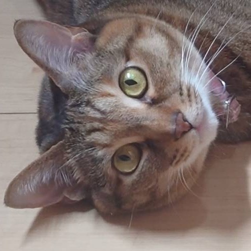 アーベルちゃんの部屋